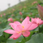 5月16日上游水库一日游招募中...